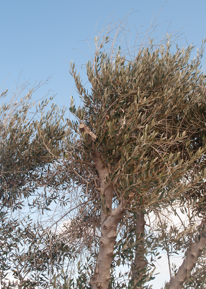 Изображение особи Olea europaea.
