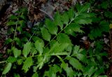 Valeriana officinalis