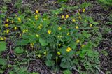 Ranunculus cassubicus. Цветущие растения. Москва, парк Кусково, лиственный лес. 09.05.2015.