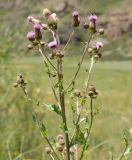 Cirsium arvense