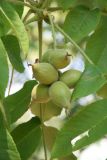 Juglans mandshurica