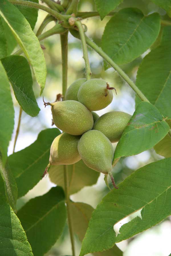 Image of Juglans mandshurica specimen.