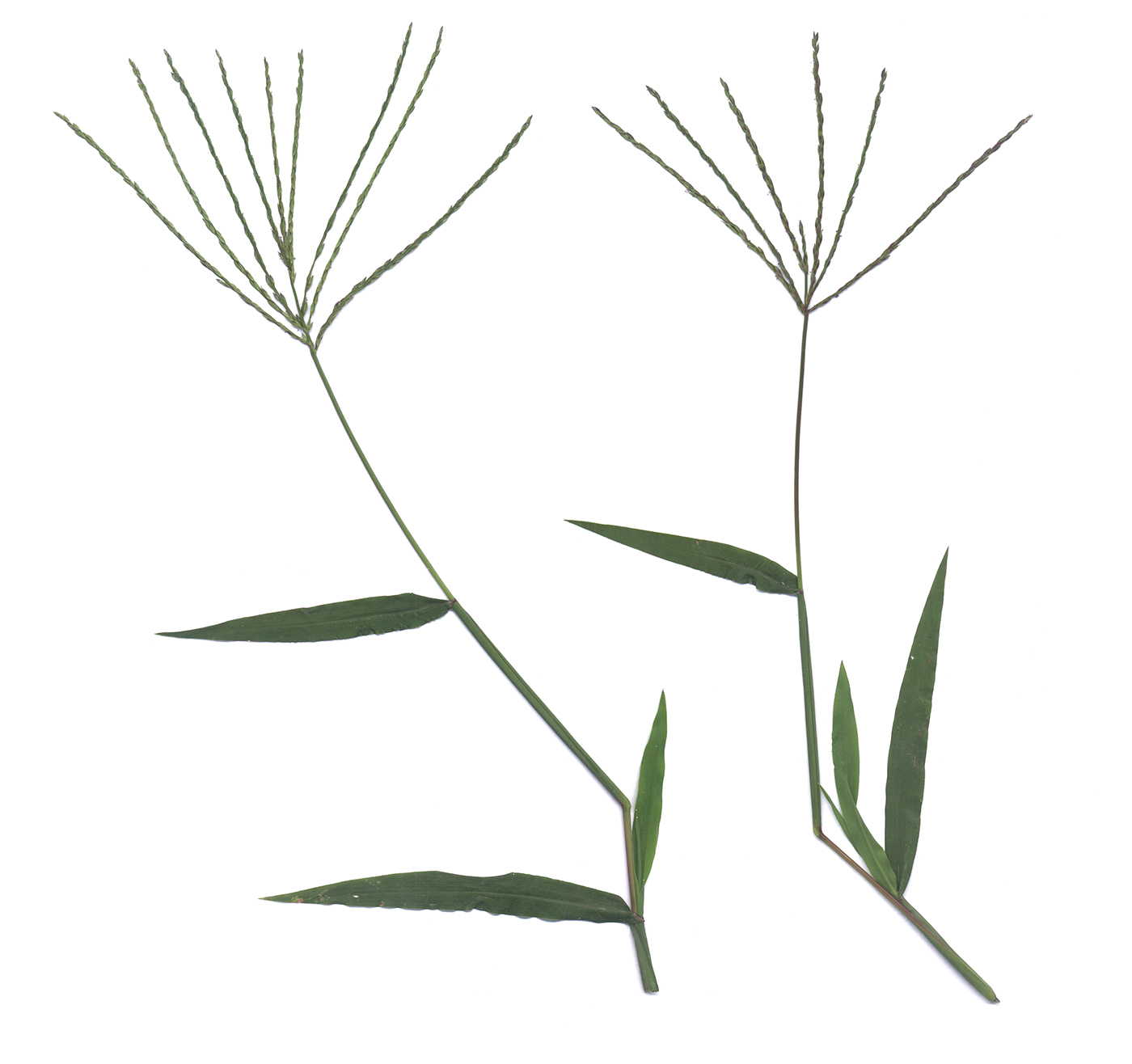 Image of Digitaria ischaemum specimen.