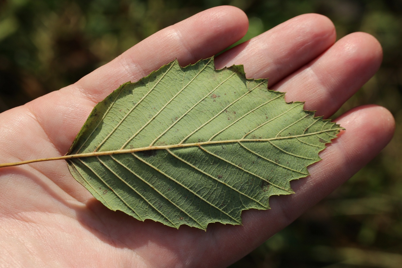 Image of Alnus incana specimen.