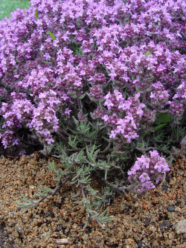 Изображение особи Thymus doerfleri.