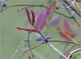 Lonicera dioica