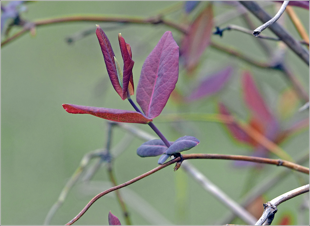 Image of Lonicera dioica specimen.