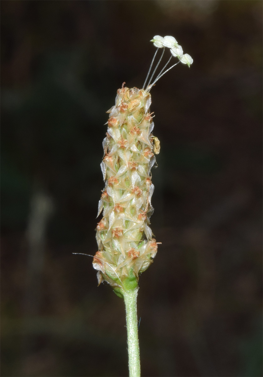 Изображение особи Plantago lanceolata.