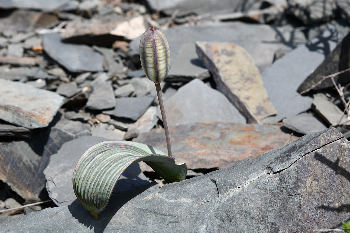 Image of Tulipa regelii specimen.