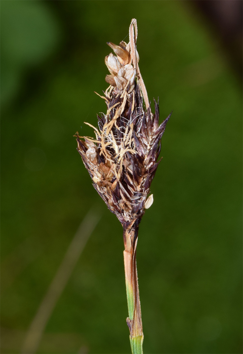 Изображение особи Carex melanantha.