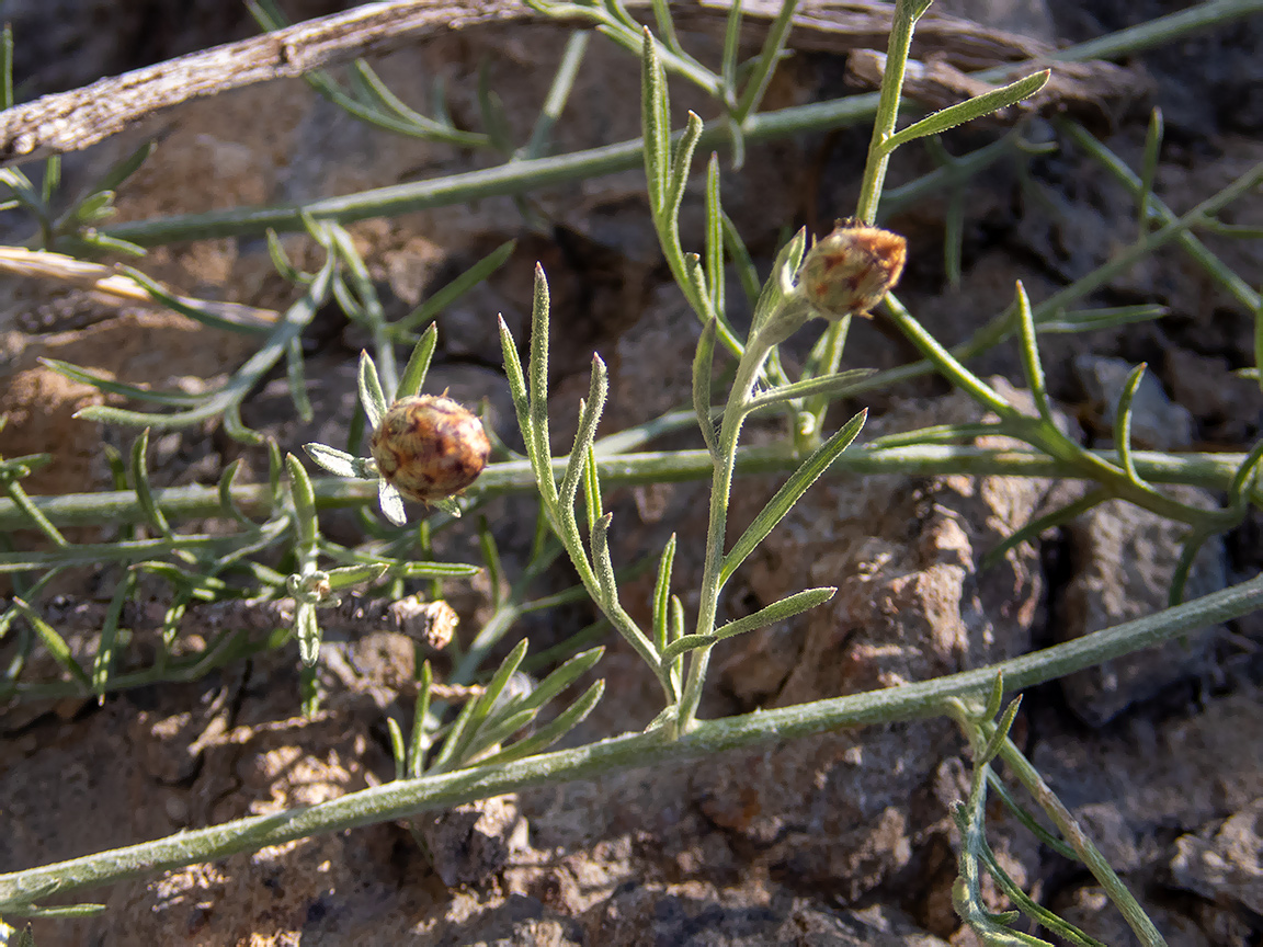 Изображение особи Centaurea caprina.