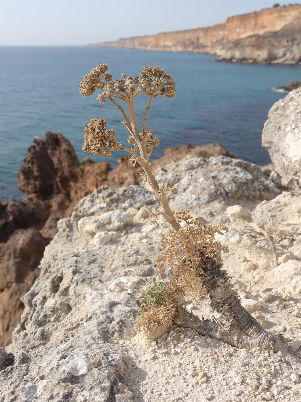 Image of Seseli gummiferum specimen.