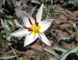 Tulipa bifloriformis
