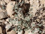 Heliotropium maris-mortui. Цветущий молодой куст. Израиль, склон к Мёртвому морю, каменистая пустыня. 21.02.2011.