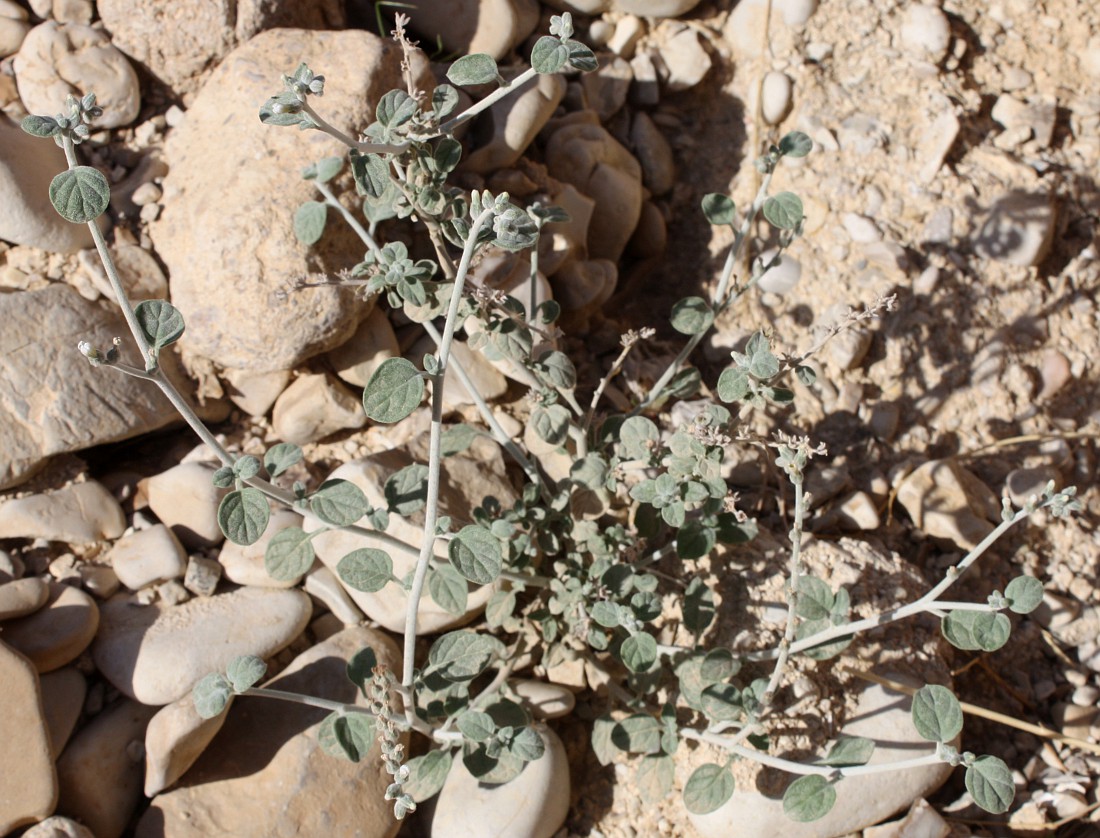 Image of Heliotropium maris-mortui specimen.
