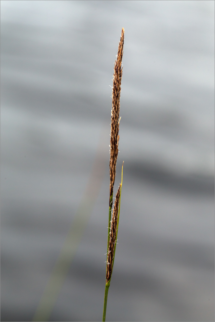 Image of Carex lasiocarpa specimen.