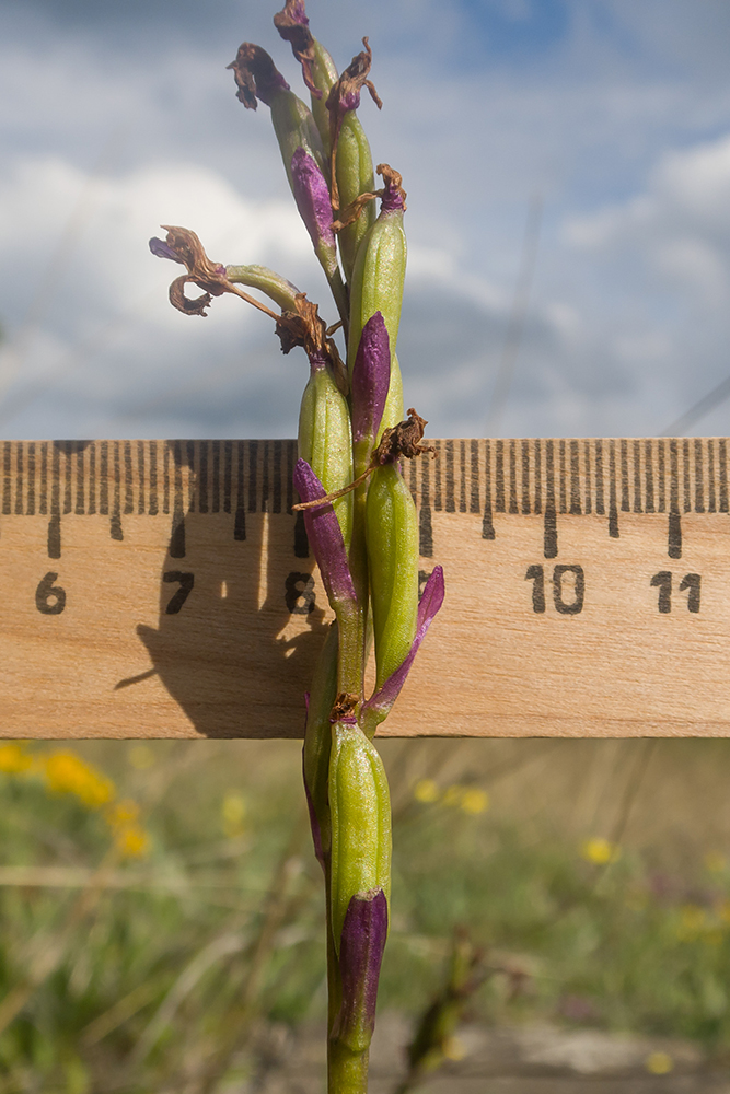 Image of Anacamptis morio ssp. caucasica specimen.