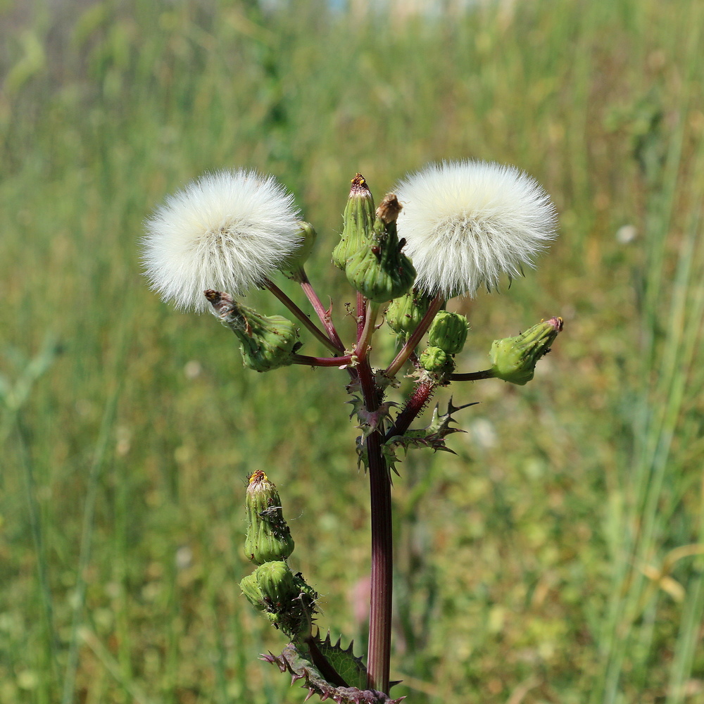 Image of Sonchus asper specimen.