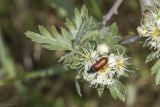 View full-size image Crataegus orientalis