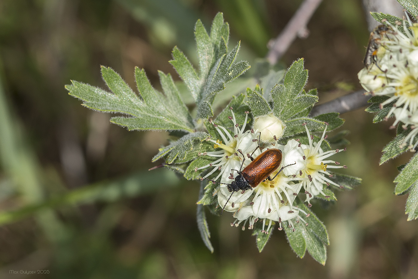 Image of Crataegus orientalis specimen.