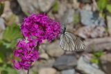 Silene compacta