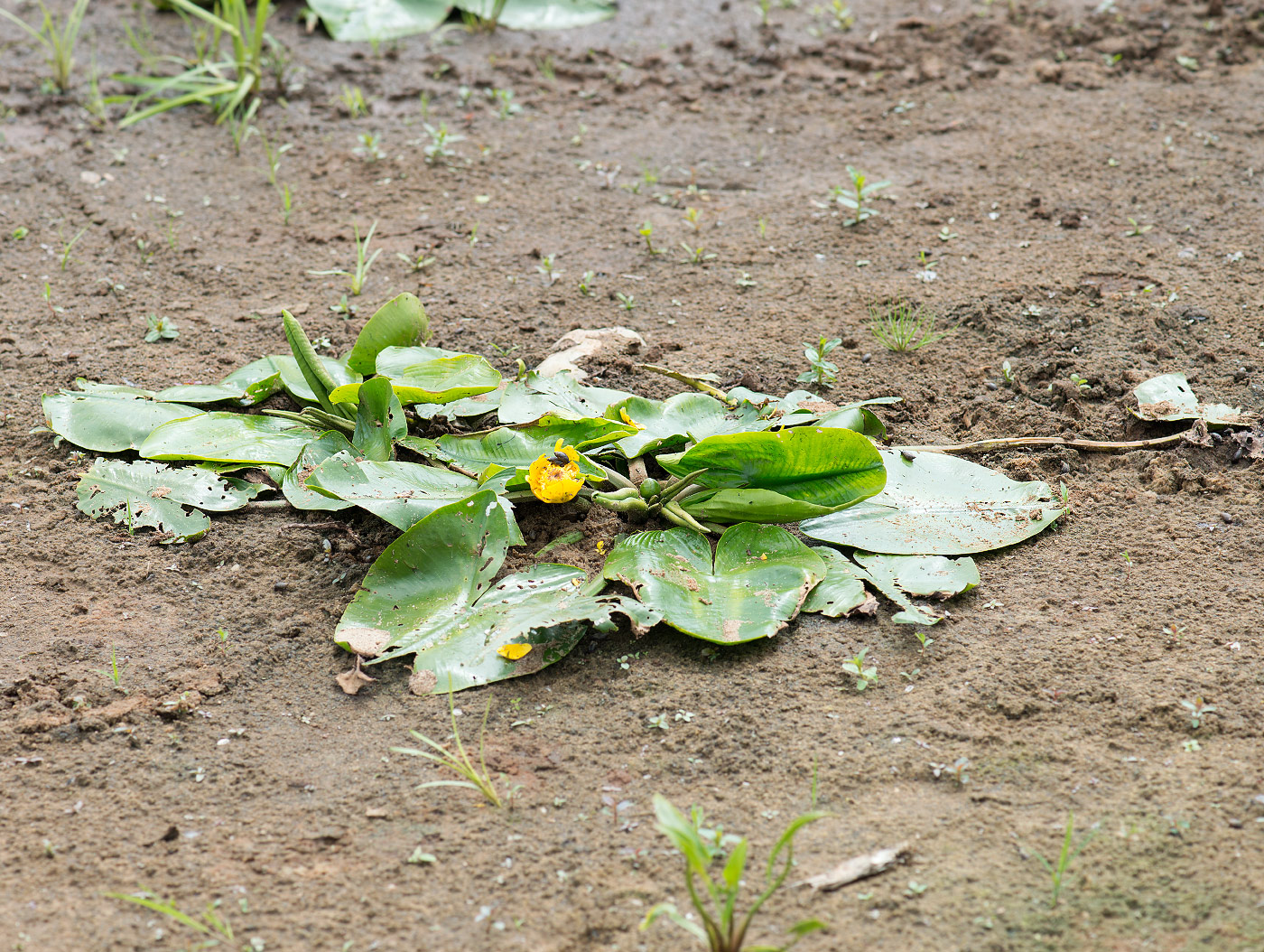 Image of Nuphar lutea specimen.