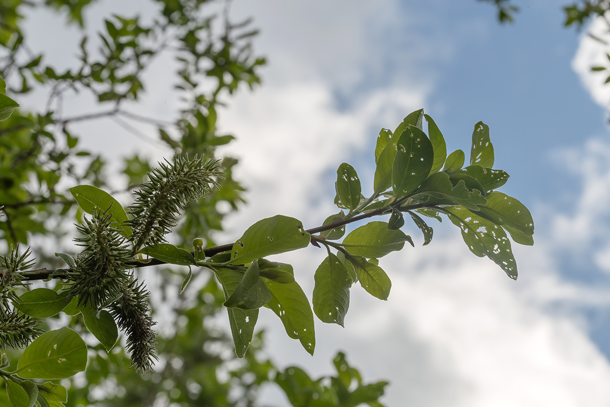 Image of Salix caprea specimen.