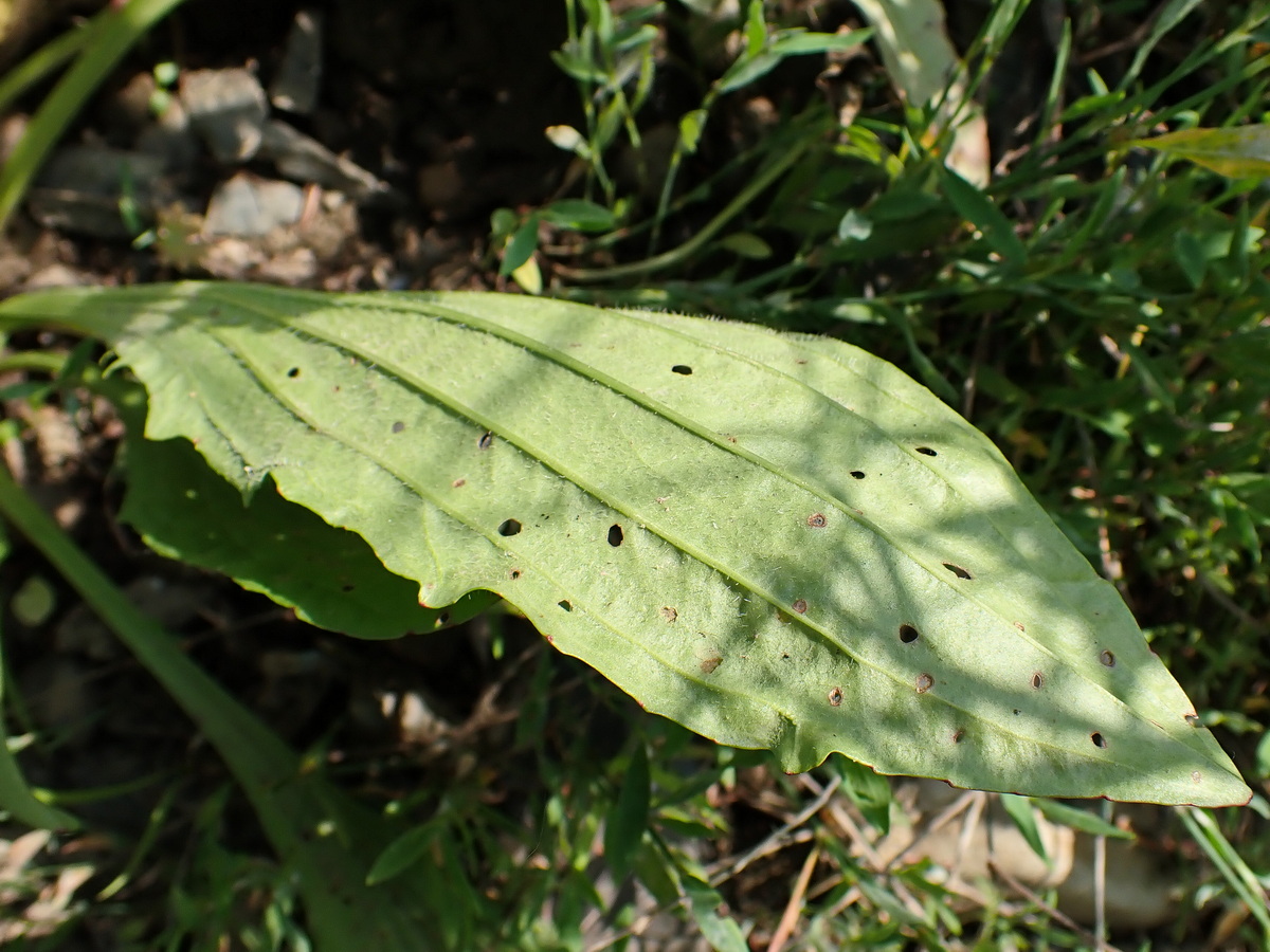 Изображение особи Plantago depressa.