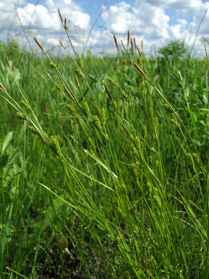 Image of Carex distans specimen.