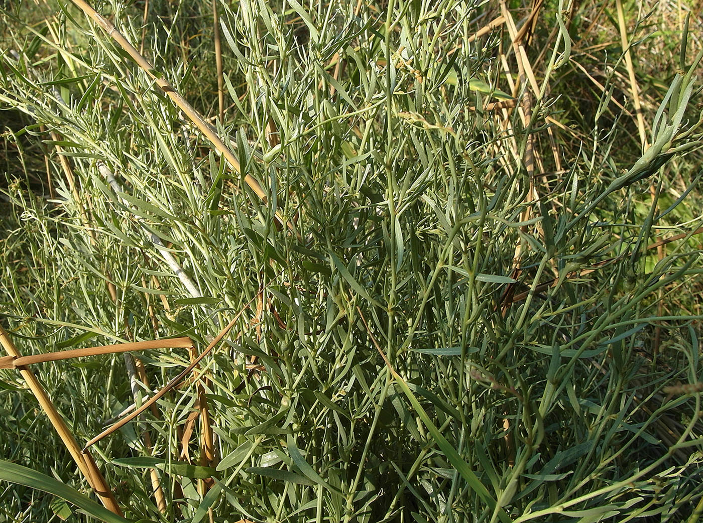 Image of familia Chenopodiaceae specimen.