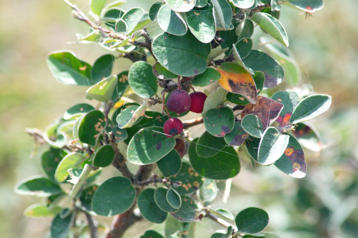 Image of Cotoneaster integerrimus specimen.