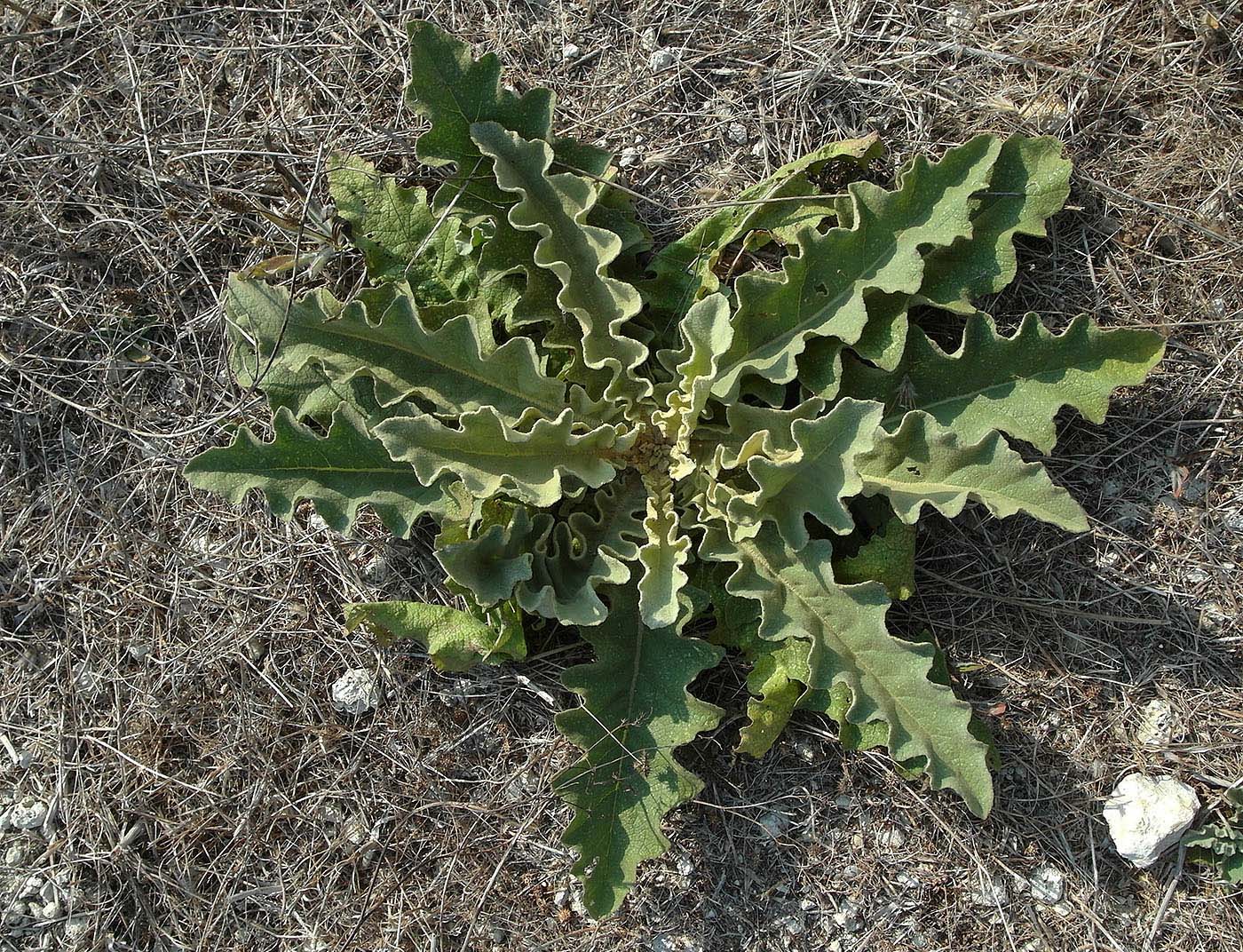 Image of Verbascum sinuatum specimen.