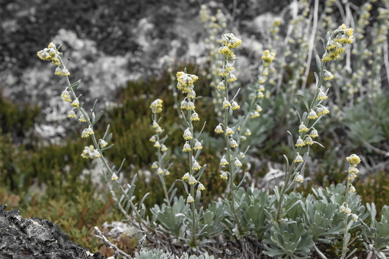 Изображение особи Artemisia lagocephala.