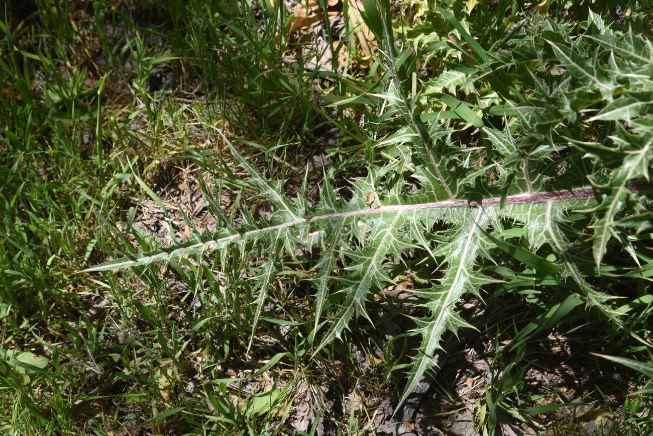 Image of Gundelia tournefortii specimen.