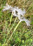 Dianthus stenocalyx