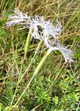 Dianthus stenocalyx