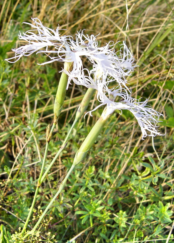 Image of Dianthus stenocalyx specimen.