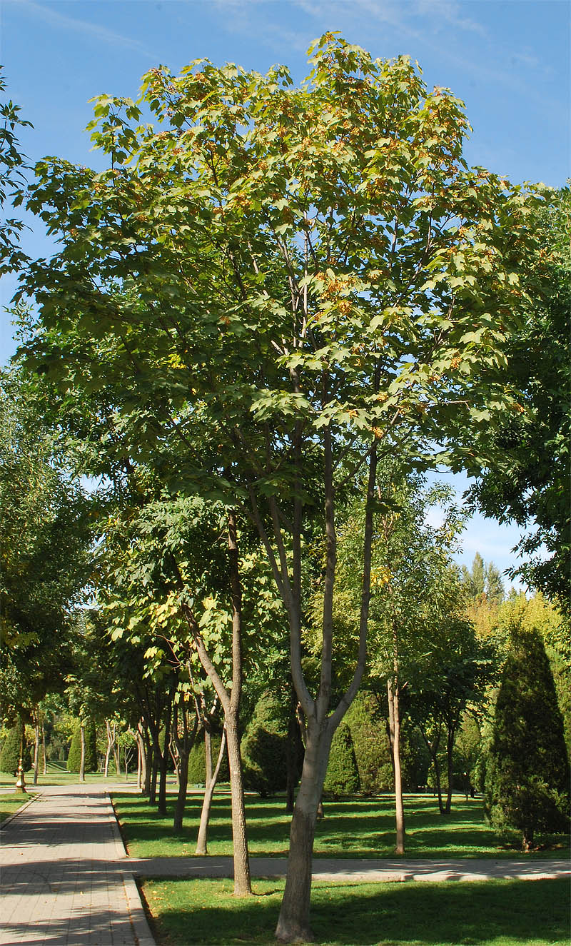 Image of Acer velutinum specimen.