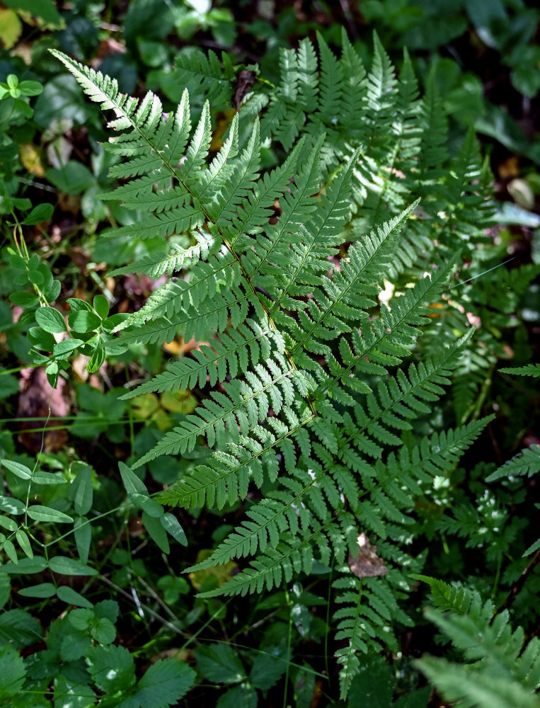 Image of Dryopteris expansa specimen.