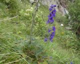 genus Delphinium. Основание цветущего растения с боковым генеративным побегом. Кабардино-Балкария, Черекский р-н, дол. р. Чайнашки, ≈ 1800 м н.у.м., овсяницевый лужок в каньоне водопадистого ручья. 29.07.2025.