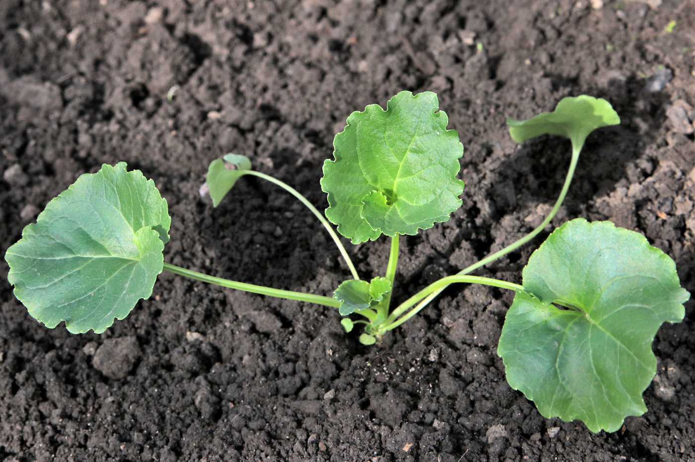 Изображение особи Campanula pyramidalis.