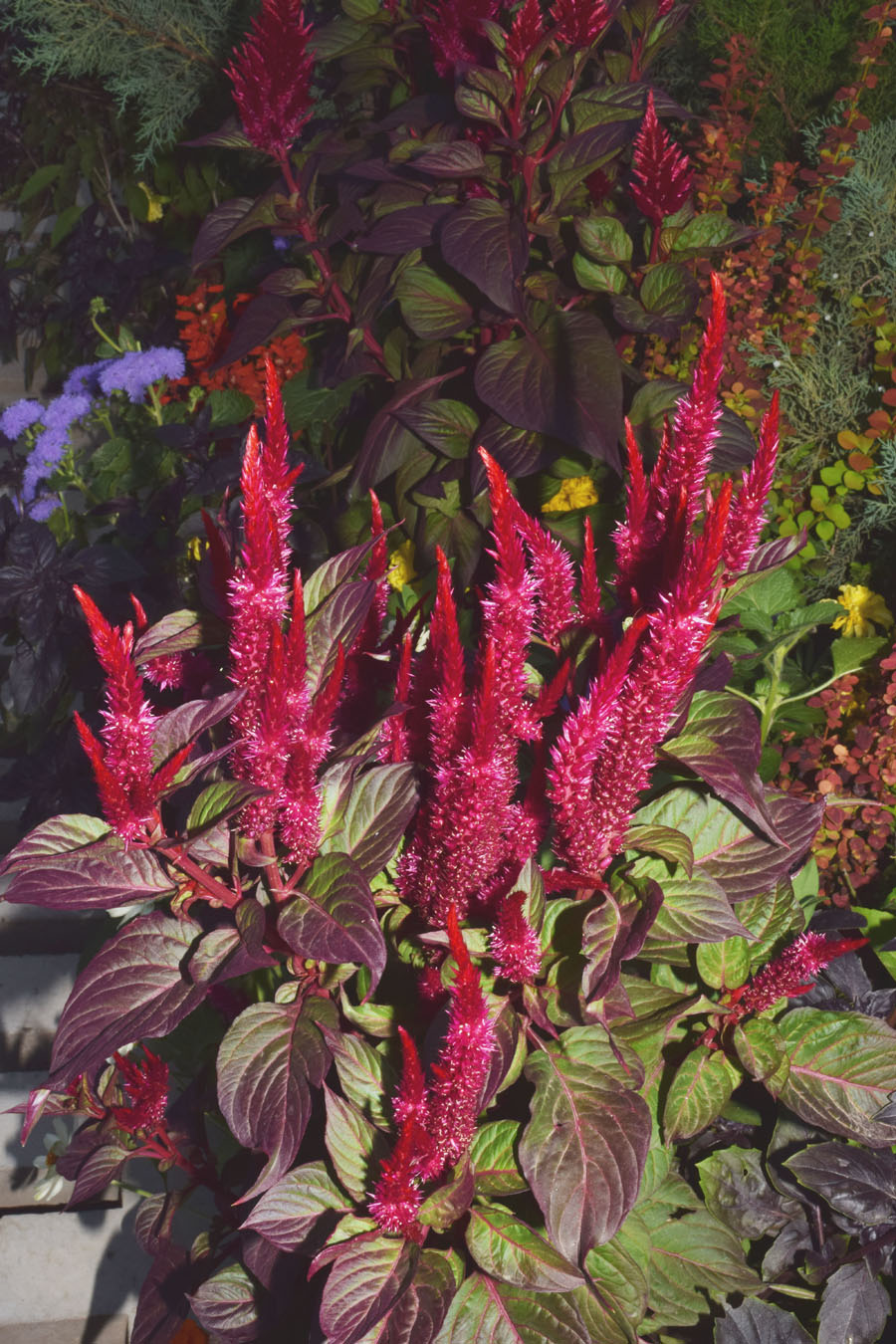 Изображение особи Celosia argentea.
