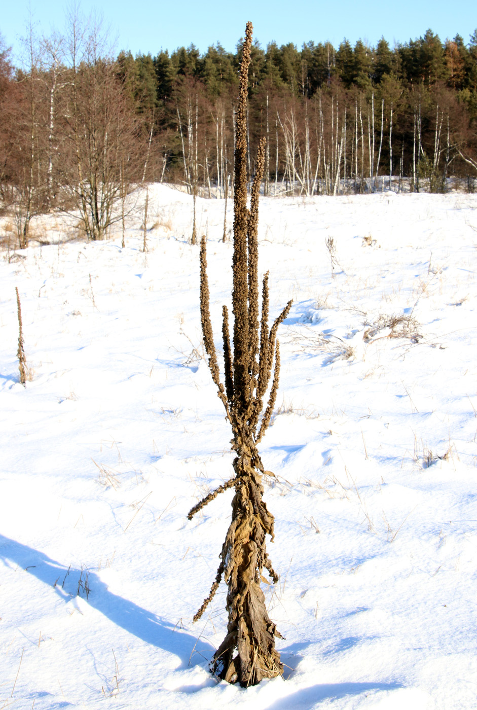 Image of Verbascum thapsus specimen.