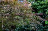 Acer palmatum