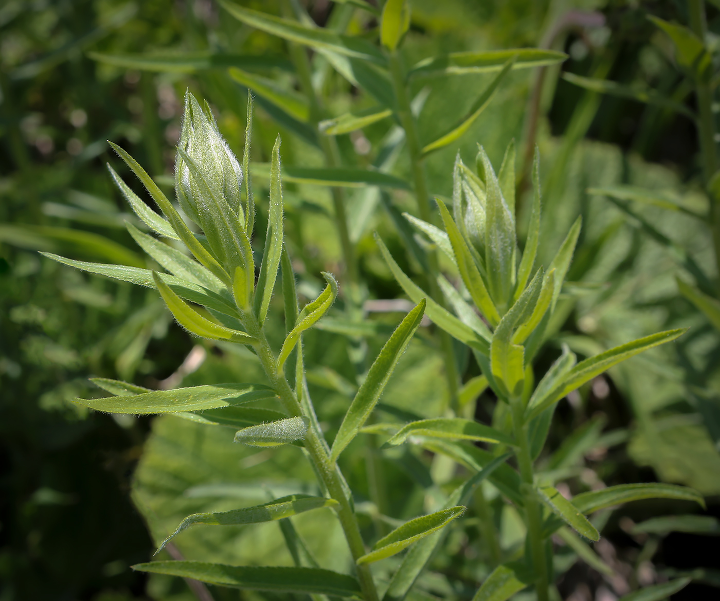 Изображение особи Achillea biserrata.