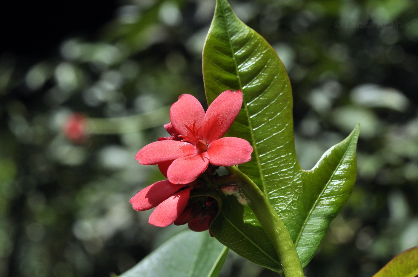 Изображение особи Jatropha integerrima.