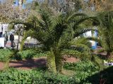Phoenix canariensis. Вегетирующее растение. Турция, г. Анталья, на газоне в городском озеленении. 28 декабря 2025 г.