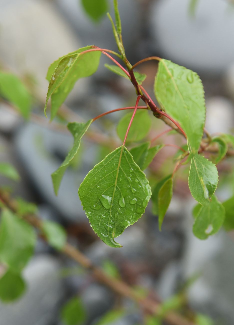 Image of Populus nigra specimen.