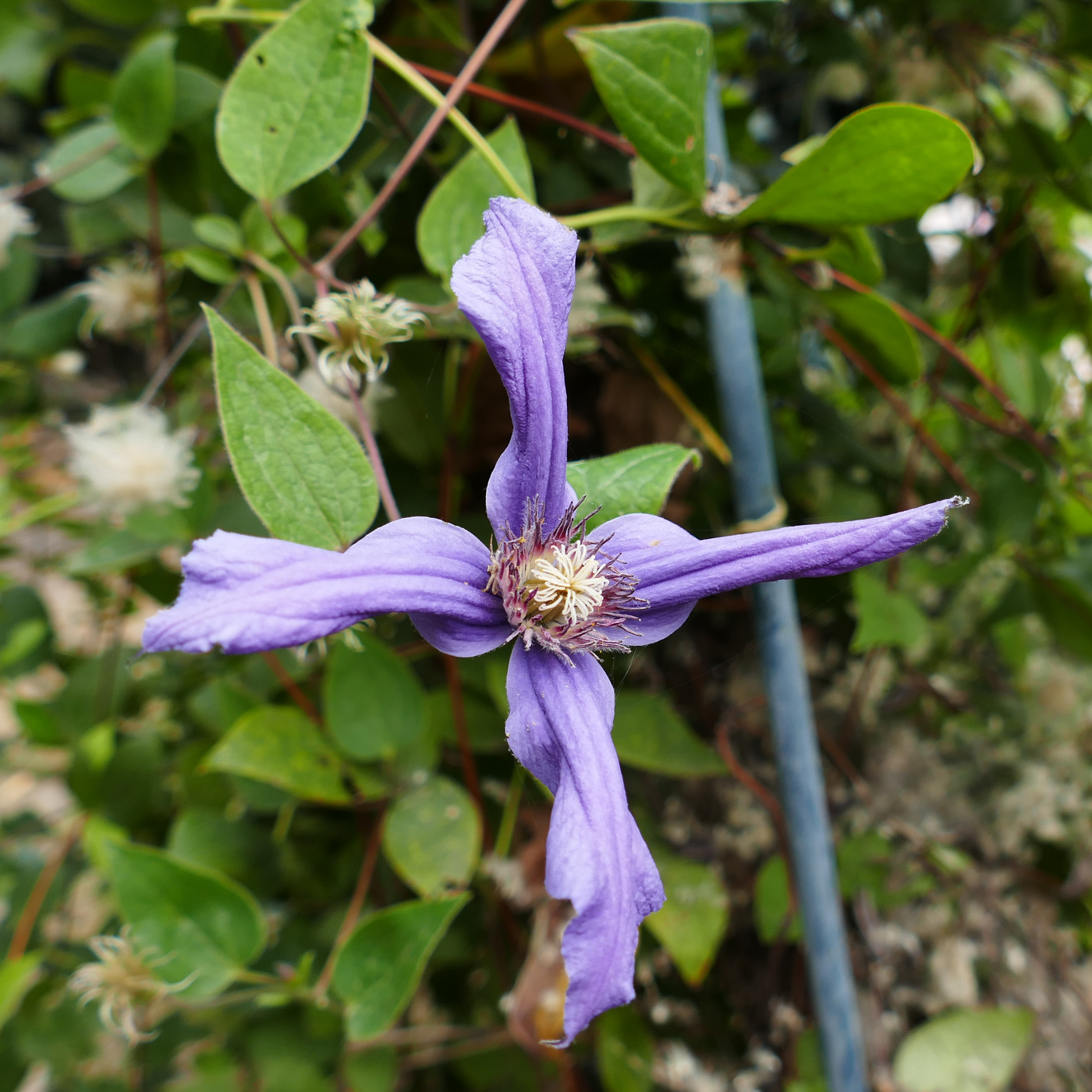 Изображение особи Clematis integrifolia.