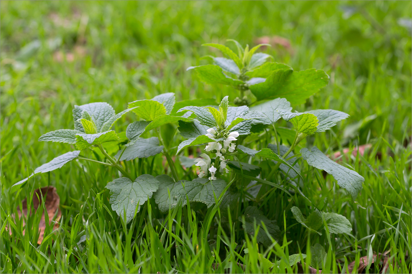 Изображение особи Lamium album.